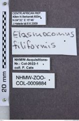 Etiketten zu Cateanus haucki (NHMW-ZOO-COL-0009884)